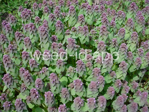 deadnettle, purple